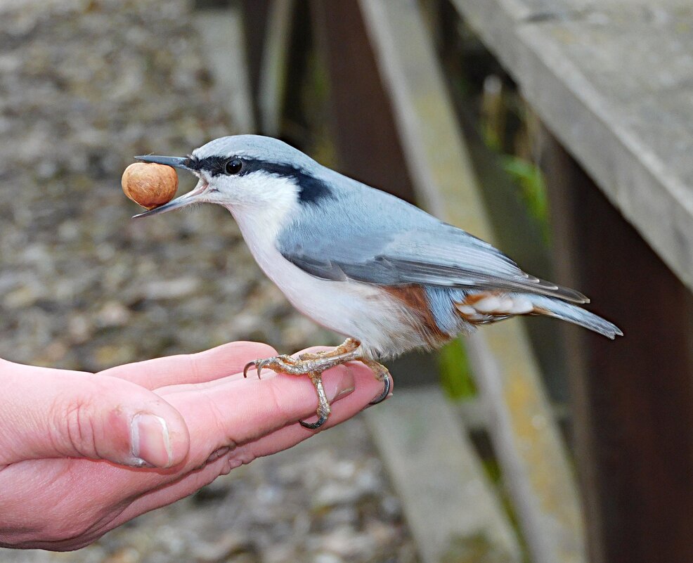 Поползень - Лина 