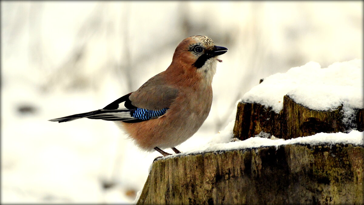 Сойка на пеньке - Сергей 