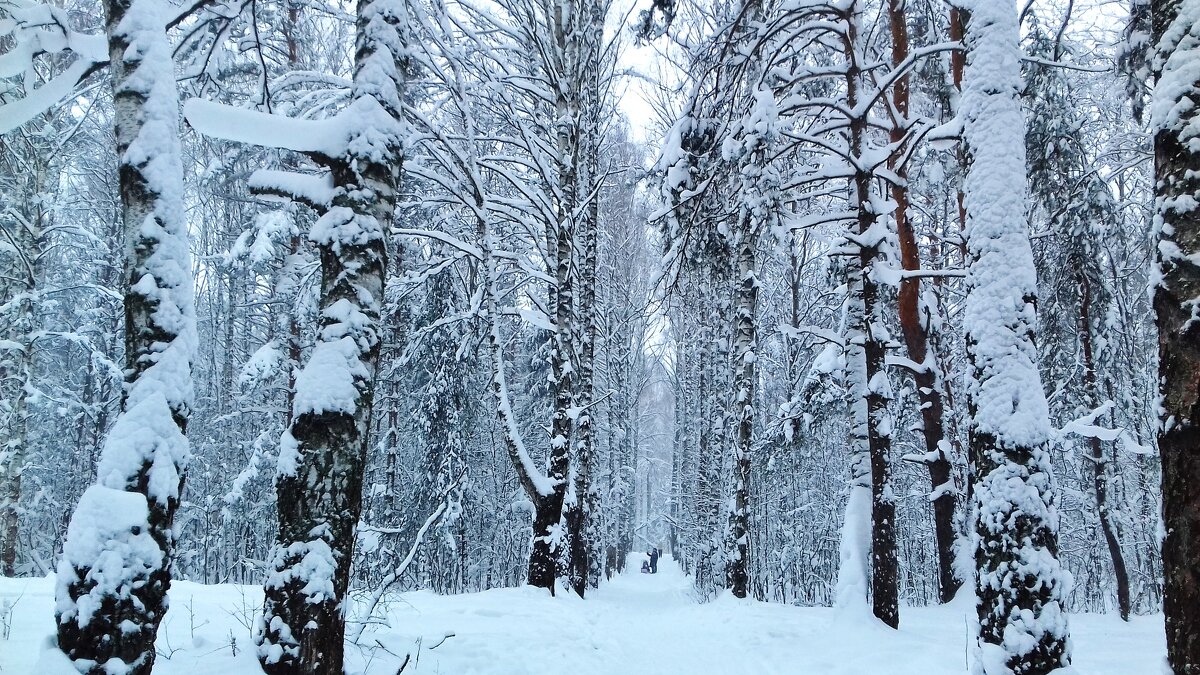 после снегопада - Владимир после снегопада - Владимир