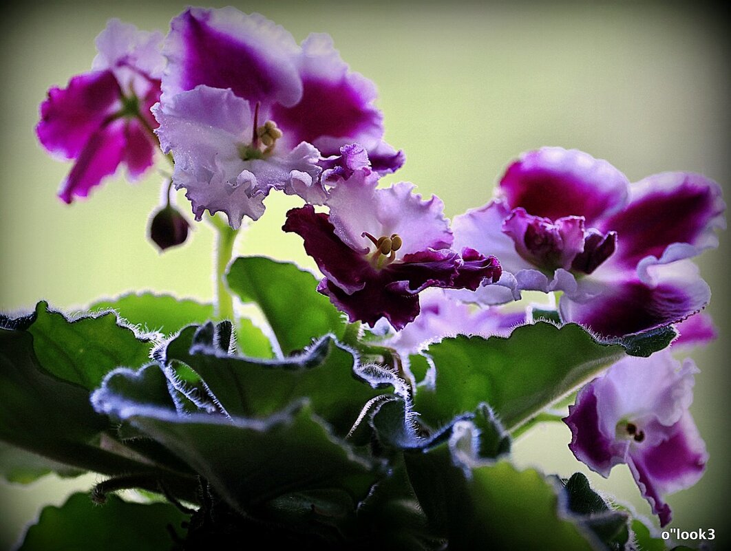 маленькие радости - Олег Лукьянов маленькие радости - Олег Лукьянов