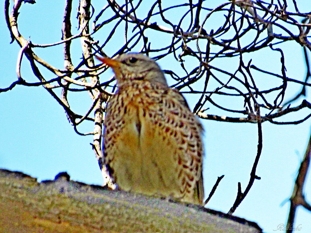 Дрозд рябинник - Raduzka (Надежда Веркина) Дрозд рябинник - Raduzka (Надежда Веркина)