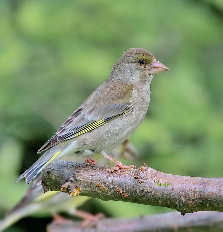 про зеленушку - Andrey Bragin про зеленушку - Andrey Bragin