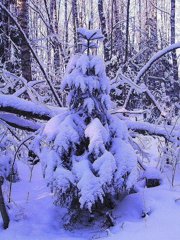 Лесная красавица - Людмила Смородинская Лесная красавица - Людмила Смородинская