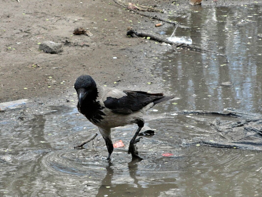 А грязи то у вас вокруг! Не пройти! - Светлана SvetNika17 А грязи то у вас вокруг! Не пройти! - Светлана SvetNika17