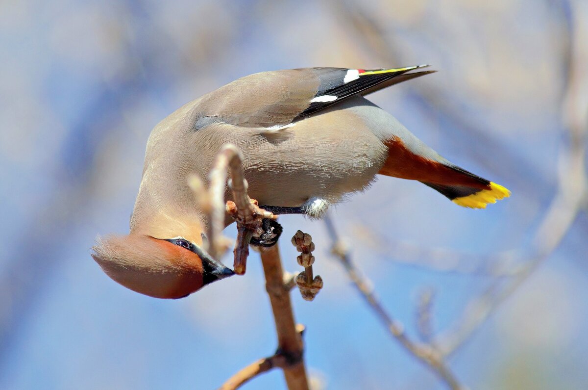 Свиристель. - Виктор Иванович Чернюк Свиристель. - Виктор Иванович Чернюк