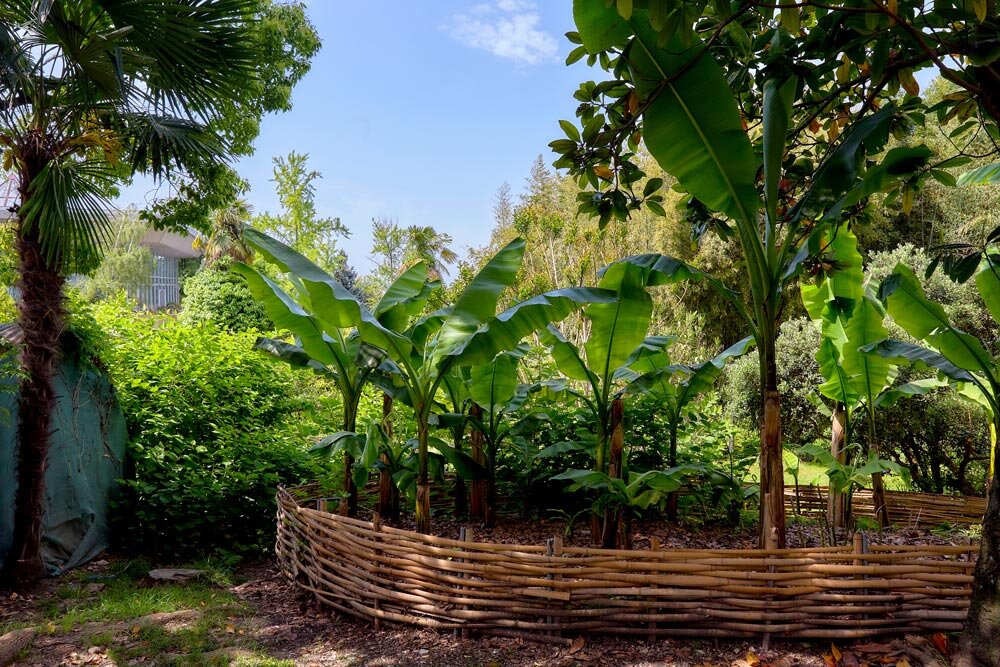 Сочи. Сад-музей “Дерево дружбы”. Весна 2023 года. - Николай Николенко Сочи. Сад-музей “Дерево дружбы”. Весна 2023 года. - Николай Николенко