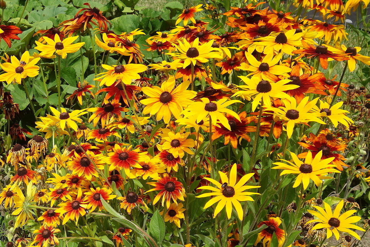 Ботанический сад, Калининград - Маргарита Батырева