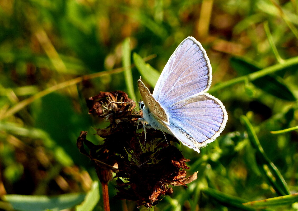 Вспоминая лето...152 - Александр Прокудин Вспоминая лето...152 - Александр Прокудин