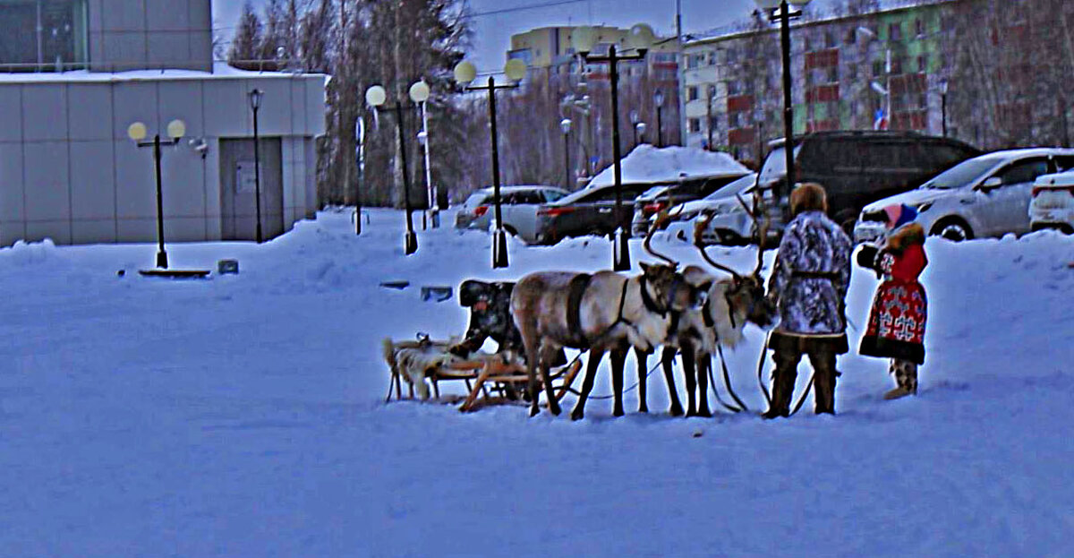 В ледовом городке- на оленях! - Владимир 