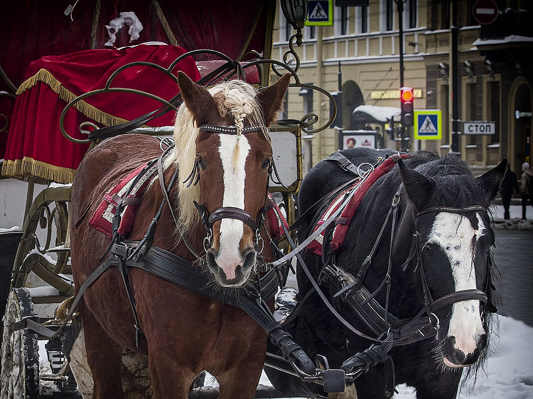 Лошадки. - Александр 