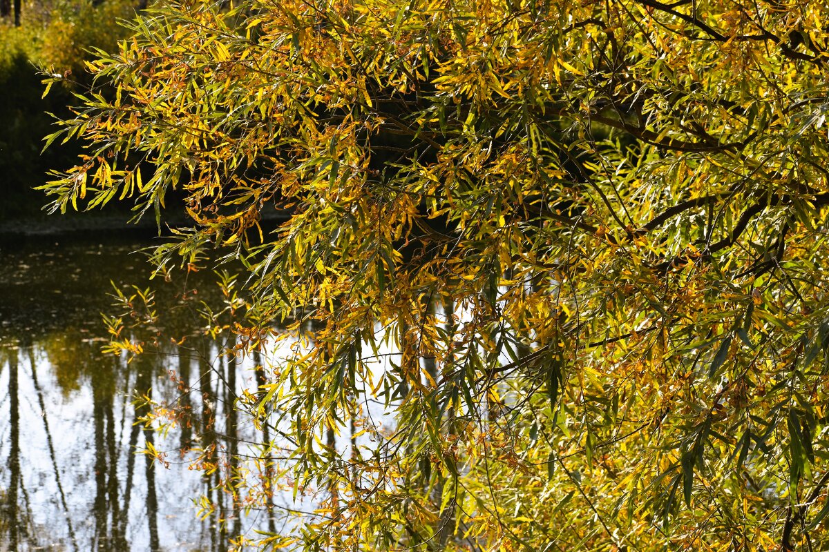 Осеннее настроение - Валентина Осеннее настроение - Валентина