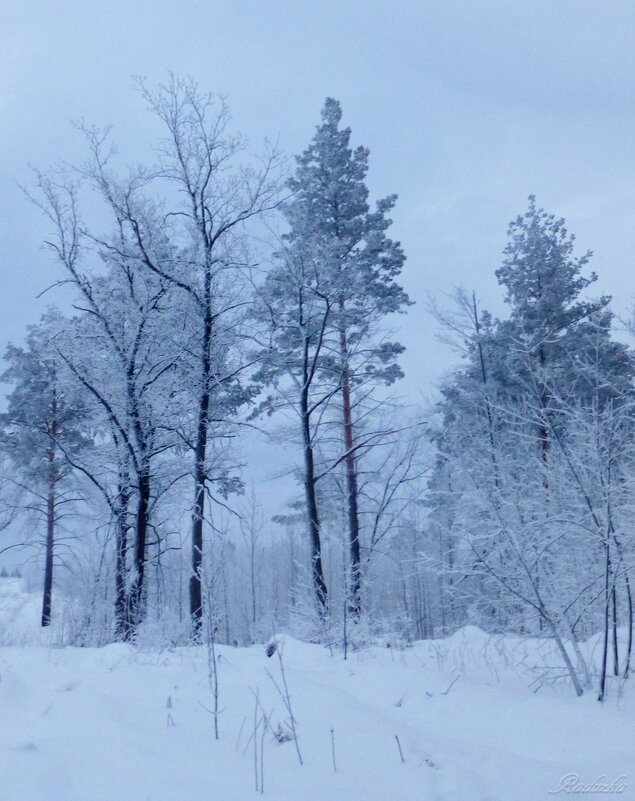 По дороге в лес - Raduzka (Надежда Веркина)