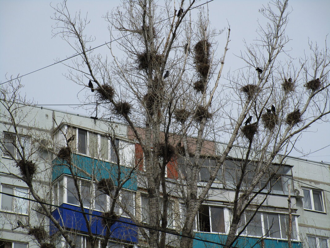 вороний городок - Елена Шаламова