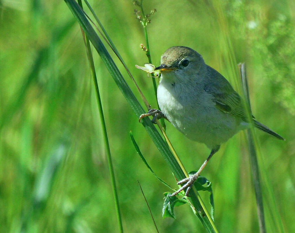 Камышевка с добычей. - Андрей Андрианов Камышевка с добычей. - Андрей Андрианов
