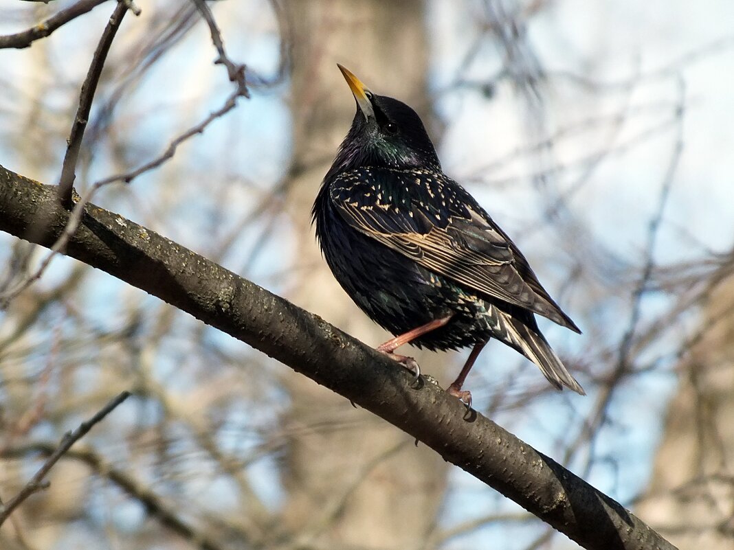 Скоро весна - Зоя Мишина Скоро весна - Зоя Мишина