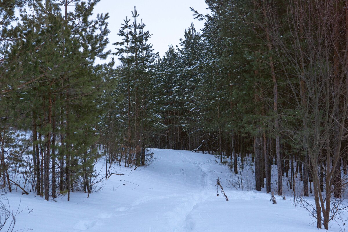 По лесным тропинкам - Дмитрий Ряховский По лесным тропинкам - Дмитрий Ряховский