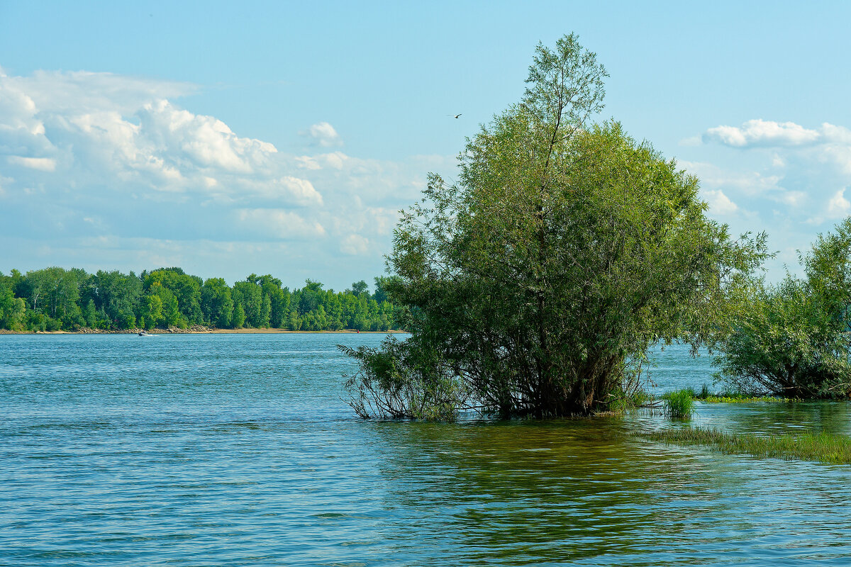 Река Обь - Дмитрий Конев Река Обь - Дмитрий Конев