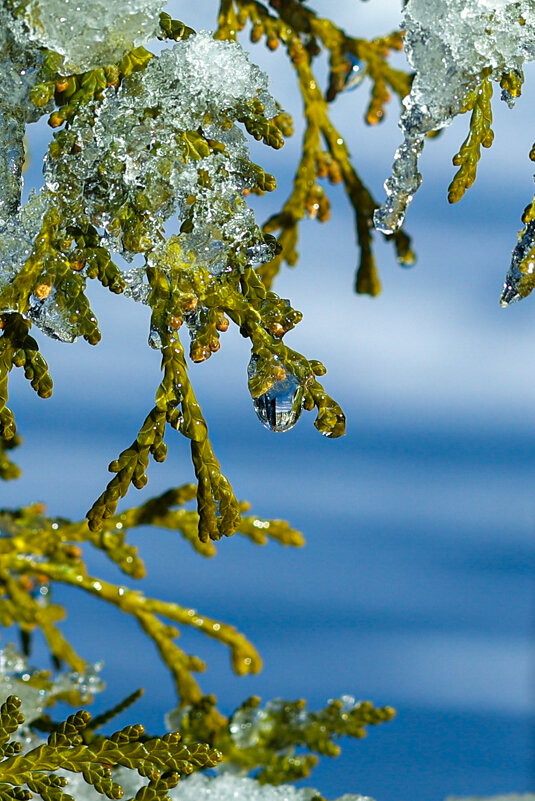 Ледяные капли - Марина Мамаева