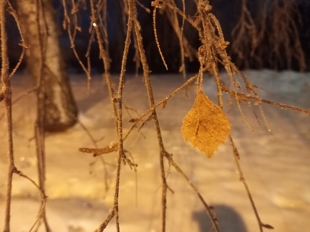 Берёза - Сапсан 