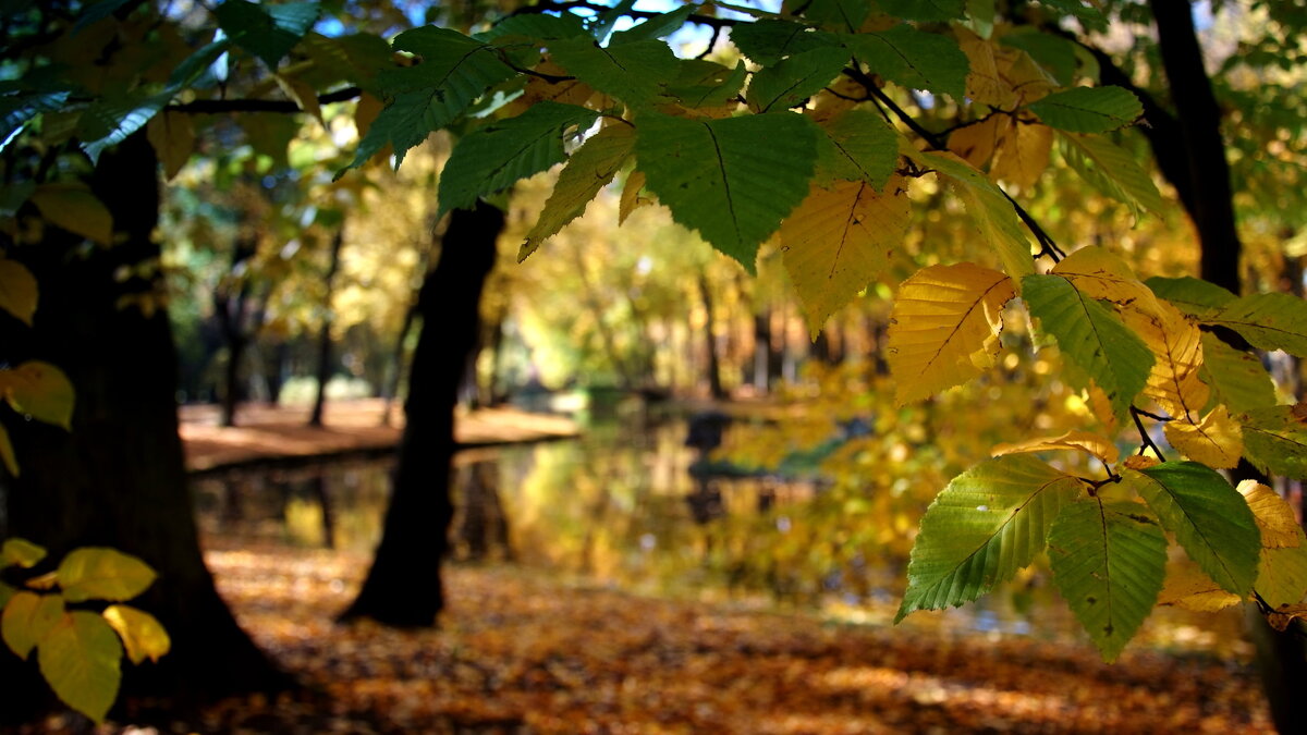 Осень / Herbst - "The Natural World" Александер