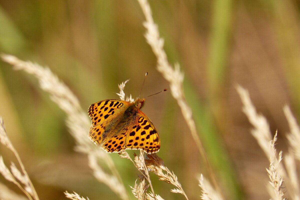 вспоминая лето 332 - Александр Прокудин