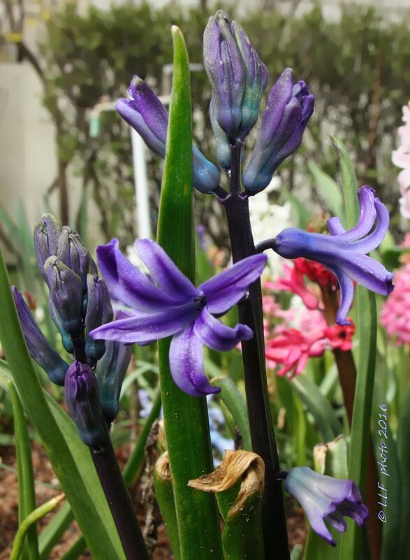 Красоты лета - Liudmila LLF Красоты лета - Liudmila LLF