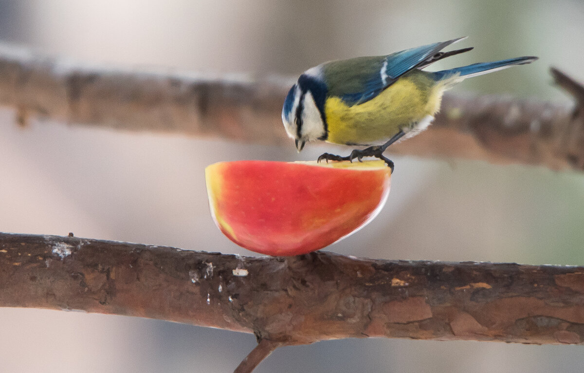 Десерт для лазоревки. - Владимир Безбородов