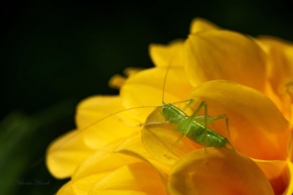 Зелёненький... - Николай Гирш