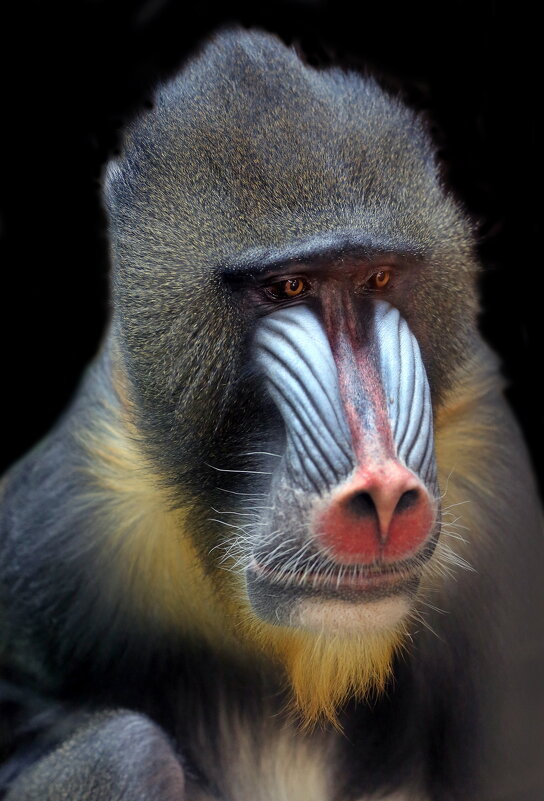 мандрил - Михаил Бибичков мандрил - Михаил Бибичков