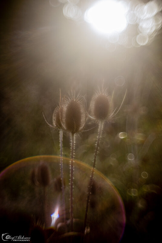 На восходе солнца - Oleg Photograph