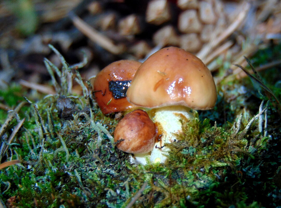 Маслятушки. - nadyasilyuk Вознюк Маслятушки. - nadyasilyuk Вознюк