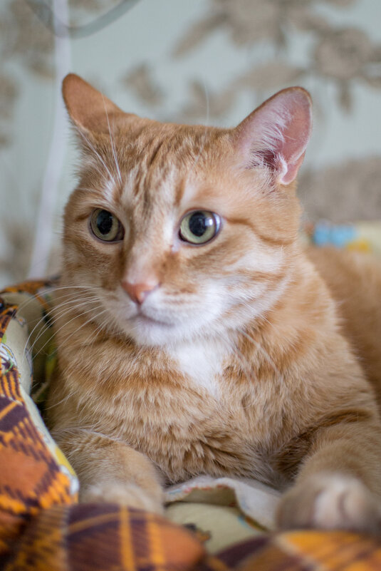 Кот Кузя - Артём Орлов