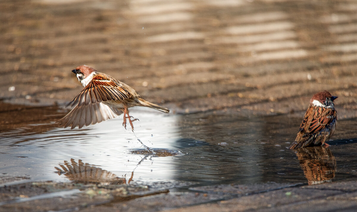 Мартовские лужи. - Владимир Безбородов