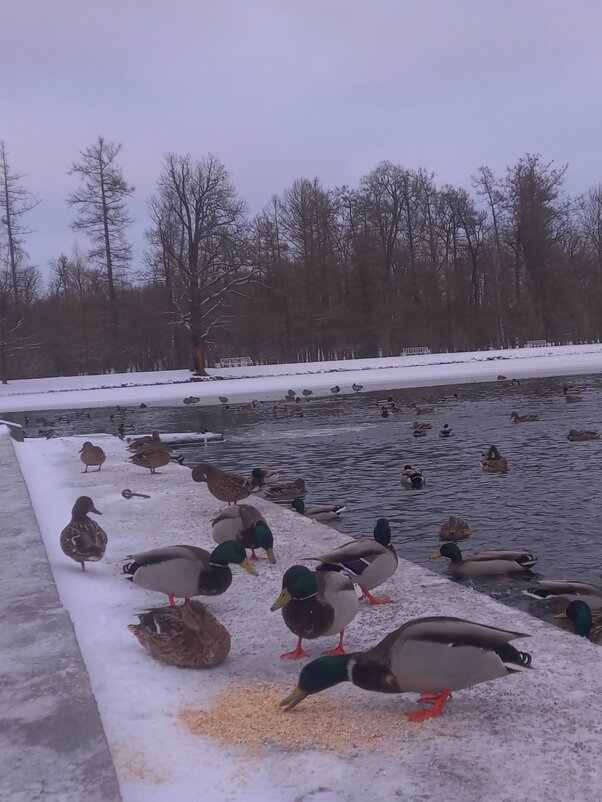 Утки - Сапсан 