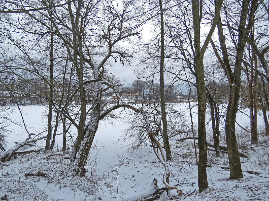 Зима в Алексино. - ИРЭН@ . Зима в Алексино. - ИРЭН@ .