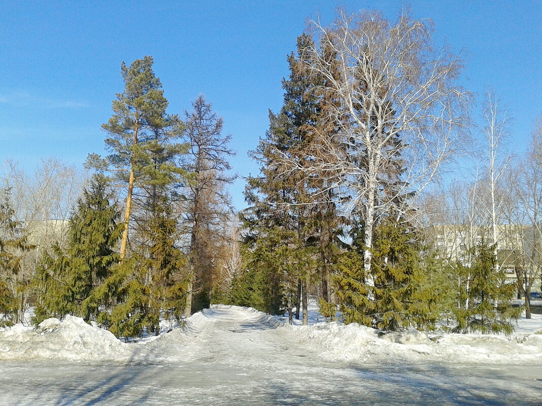 Омск.Аллея марта в парке. - сергей 