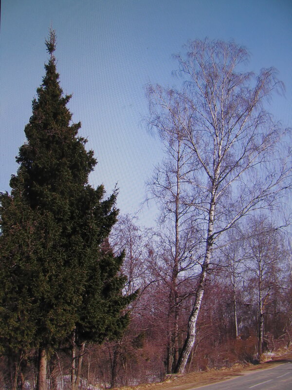 Красота - Людмила Смородинская