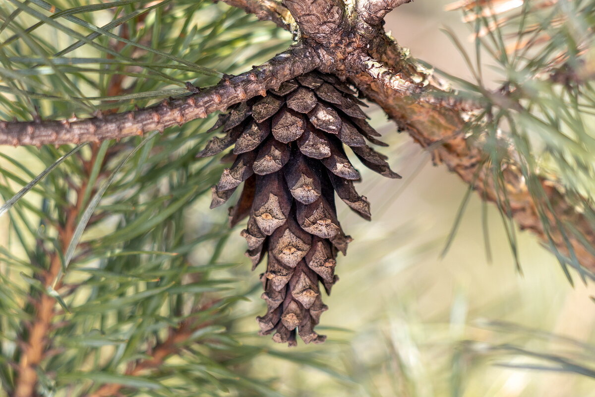 Фыфка. - Анатолий. Chesnavik. Фыфка. - Анатолий. Chesnavik.