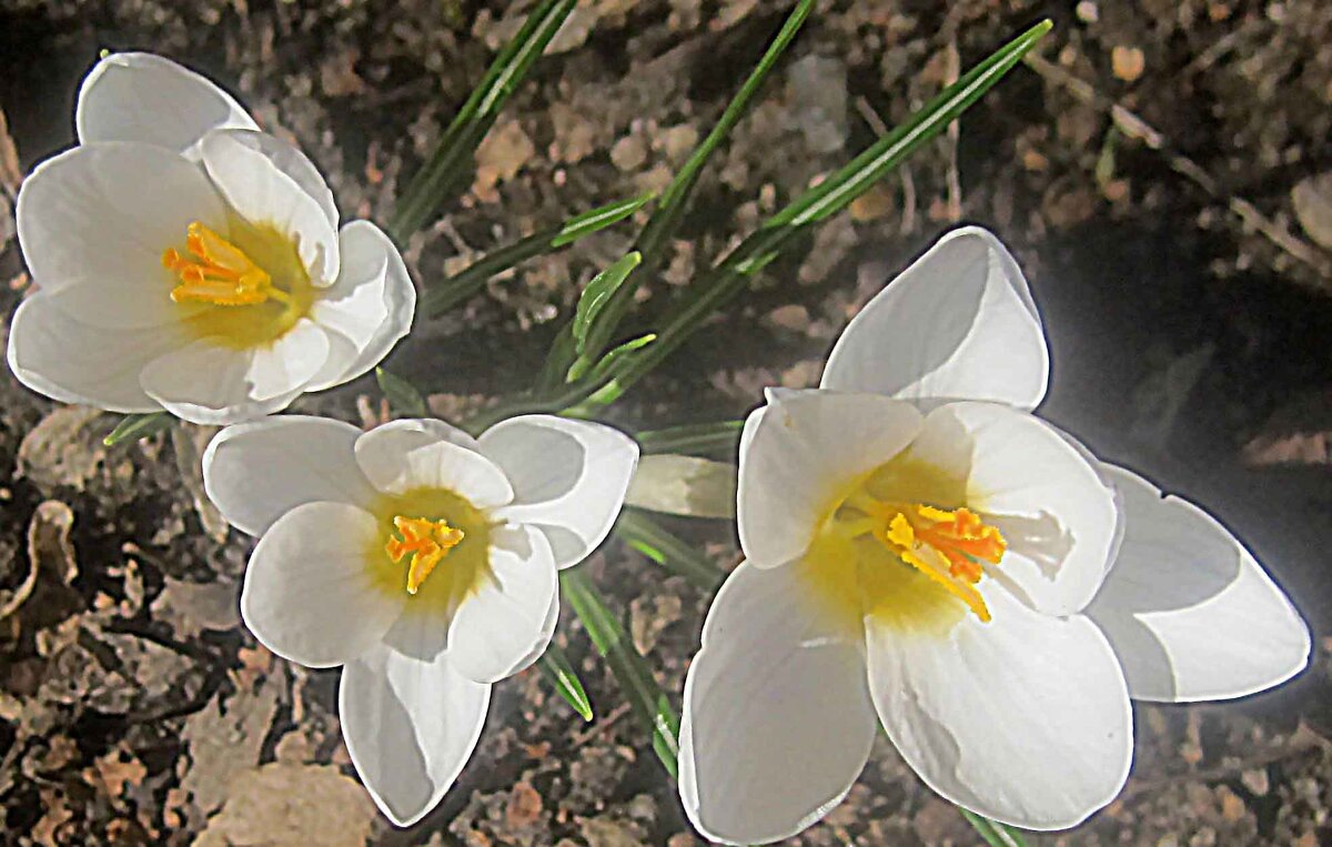 Весенние цветы - Елена Семигина