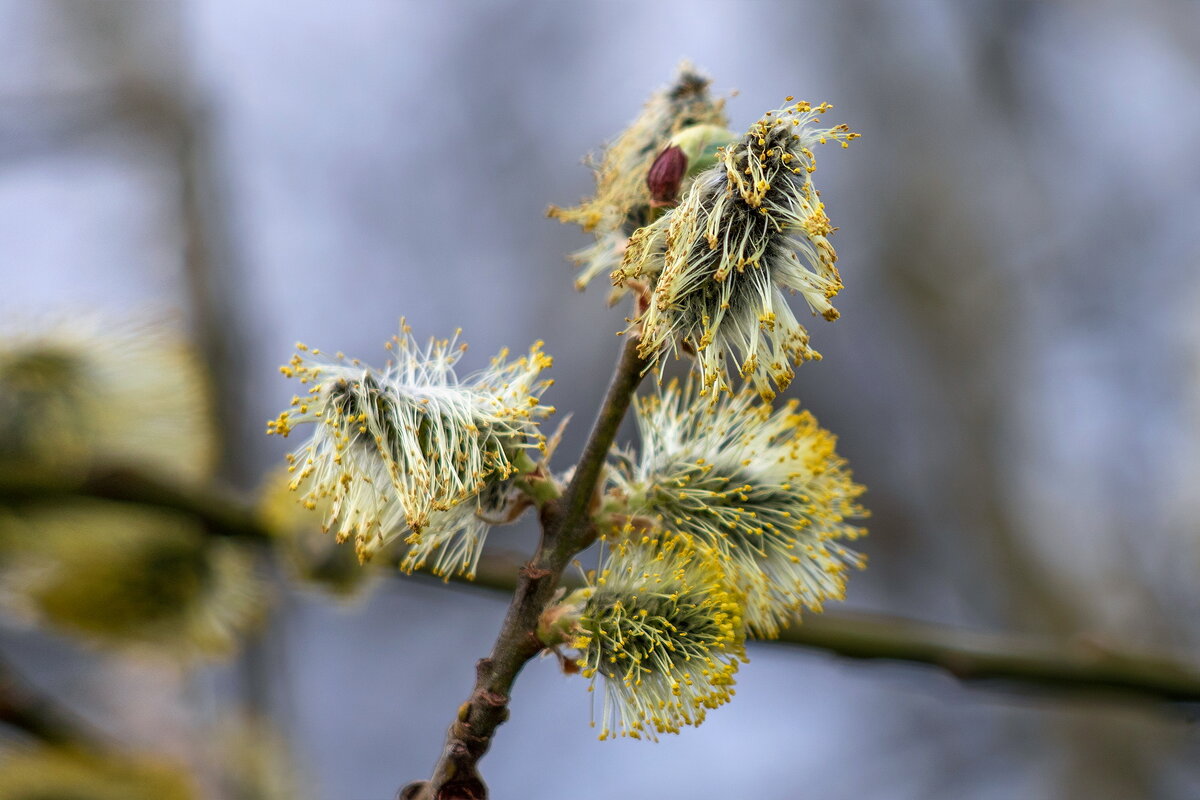 Вся шевелюра спуталась. - Анатолий. Chesnavik.