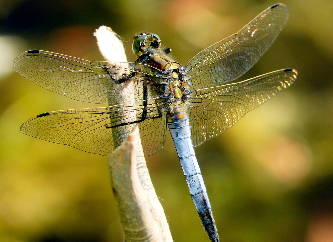 стрекозы  - скоро лето...4 - Александр Прокудин