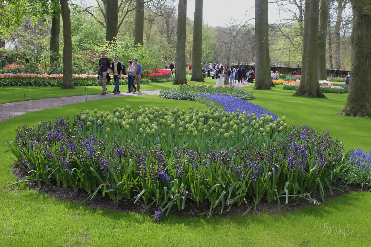 парк цветов Keukenhof - Светлана Баталий