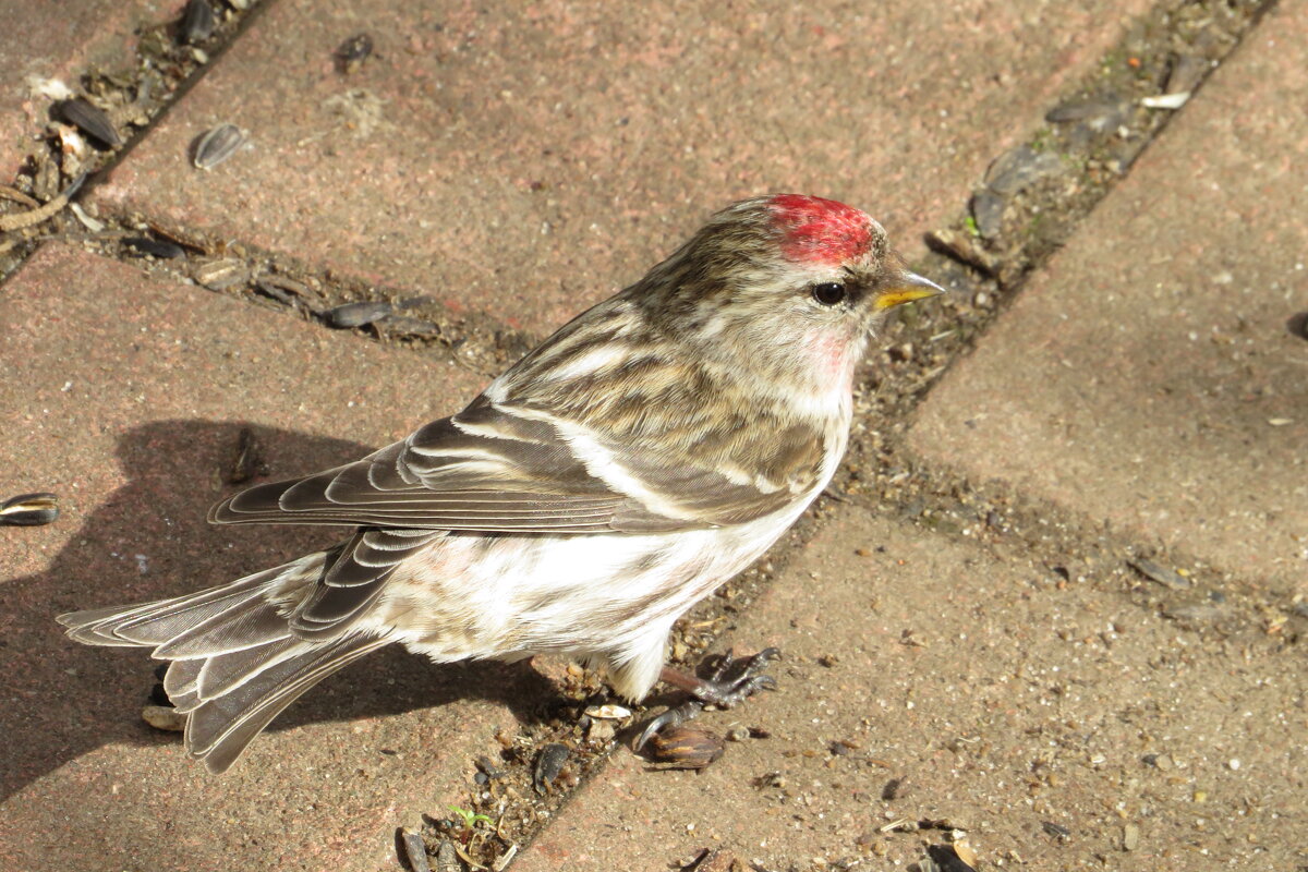 Чечётка обыкновенная (самец) - Елафрина Чечётка обыкновенная (самец) - Елафрина