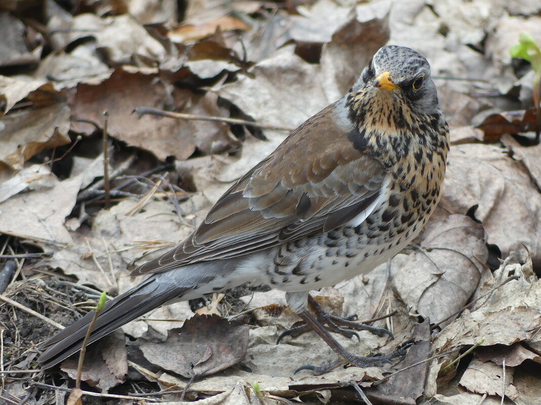 До чего же я хорош, до чего же я пригож! - Алла Яшникова До чего же я хорош, до чего же я пригож! - Алла Яшникова