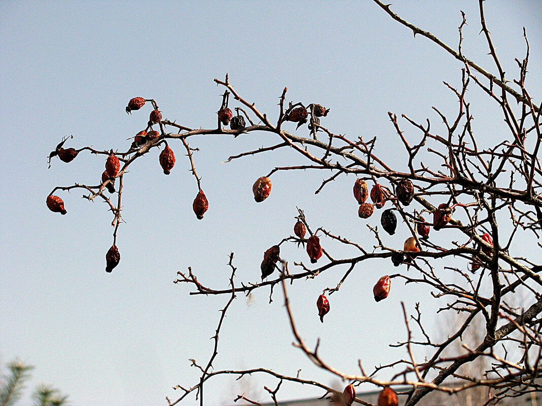 Прошлогодние... - Владимир Драгунский