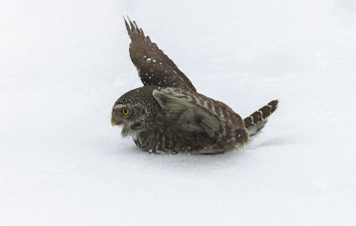 воробьиный сычик. - юрий макаров воробьиный сычик. - юрий макаров