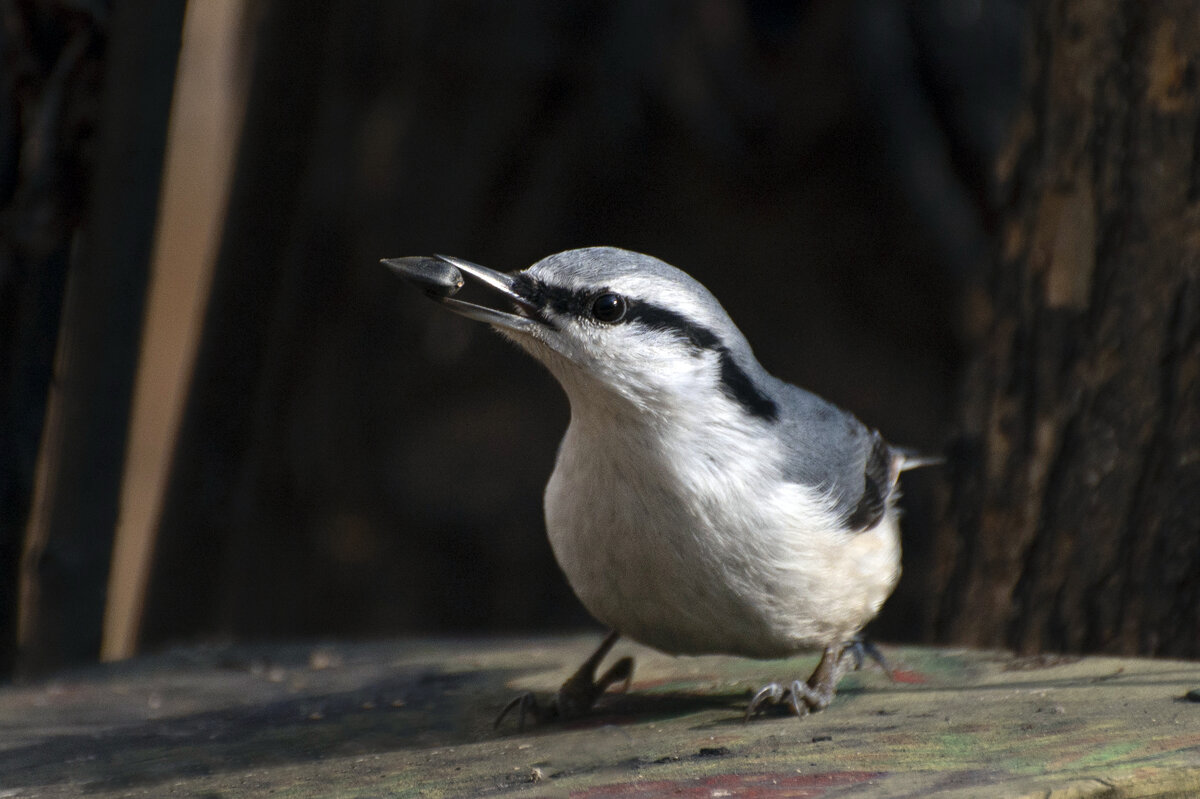 удачно зашёл - cfysx 