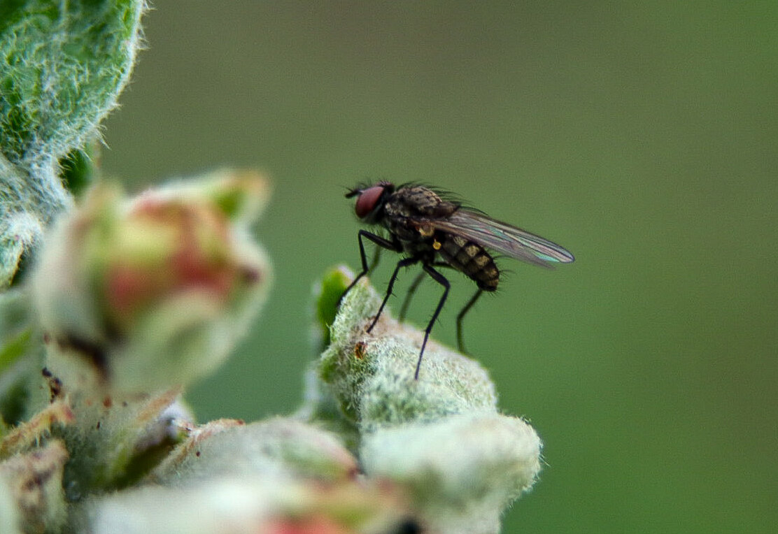 Муха. - Елена Рудкевич