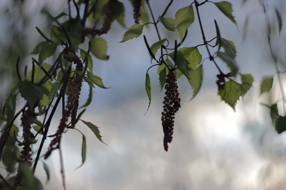 * - Александр Николаев