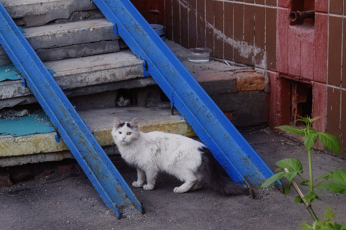 Есть, кого охранять. - Татьяна Помогалова